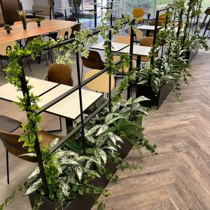 Lush green plants in black planters forming a decorative partition inside a modern cafe or co-working space, creating a fresh and inviting atmosphere.